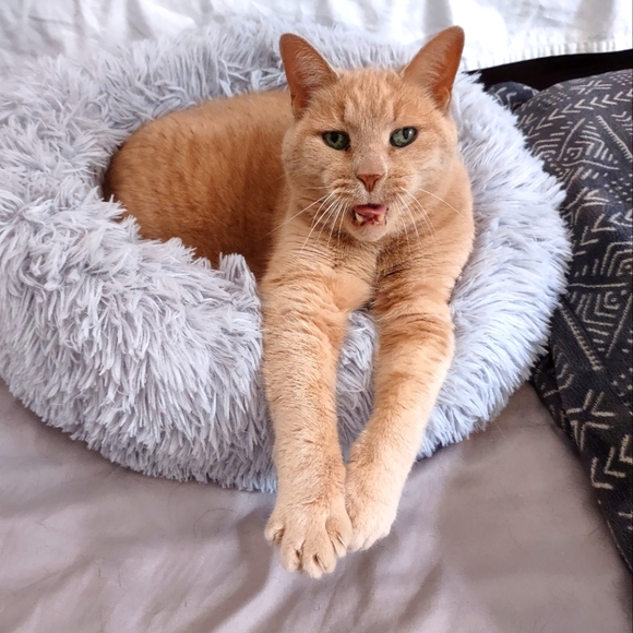 Meet your Posher, Sabrina - Picture 1 of 1